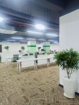 Cho thuê cây xanh văn phòng Công ty Ying Ying tại Phường Khánh Hội TP.HCM