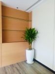 Cho thuê cây xanh văn phòng Công ty Ying Ying tại Phường Khánh Hội TP.HCM