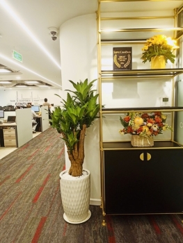 Cung Cấp Dịch Vụ Cho Thuê Cây Xanh Văn Phòng Công Ty CDS Tại Quận 3 TP.HCM