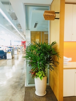 Cung Cấp Dịch Vụ Cho Thuê Cây Xanh Văn Phòng Cho Công Ty Tiêu Dùng VIP Tại Quận 1, TP.HCM