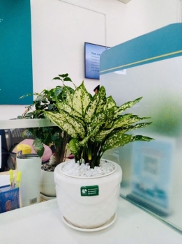 Cung cấp dịch vụ cho thuê cây xanh văn phòng Ngân hàng BIDV Trần Quang Diệu Quận 3 TP.HCM