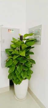 Cho Thuê Cây Xanh Văn Phòng Tại Ngân Hàng BIDV Trần Quang Khải Quận 1 TP.HCM