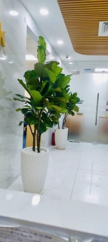 Cho Thuê Cây Xanh Văn Phòng Tại Ngân Hàng BIDV Trần Quang Khải Quận 1 TP.HCM