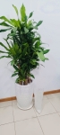 Cho Thuê Cây Xanh Văn Phòng Tại Ngân Hàng BIDV Trần Quang Khải Quận 1 TP.HCM
