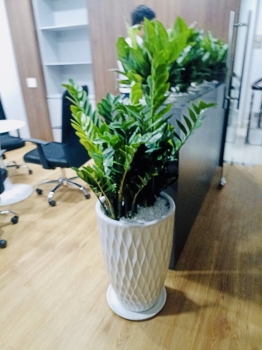 Cho Thuê Cây Xanh Văn Phòng Tại Ngân Hàng BIDV Trần Quang Khải Quận 1 TP.HCM
