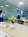 Cho Thuê Cây Xanh Văn Phòng Tại Ngân Hàng MB Phú Xuân Quận 7 – Nâng Tầm Không Gian Làm Việc Chuyên Nghiệp