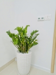 Cho Thuê Cây Xanh Văn Phòng Tại Ngân Hàng MB Phú Xuân Quận 7 – Nâng Tầm Không Gian Làm Việc Chuyên Nghiệp