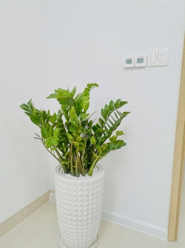 Cho Thuê Cây Xanh Văn Phòng Tại Ngân Hàng MB Phú Xuân Quận 7 – Nâng Tầm Không Gian Làm Việc Chuyên Nghiệp