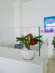 Cho Thuê Cây Xanh Văn Phòng Tại Ngân Hàng MB Phú Xuân Quận 7 – Nâng Tầm Không Gian Làm Việc Chuyên Nghiệp