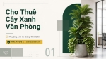Cho Thuê Cây Xanh Văn Phòng Ở Phường An Hội Đông TP.HCM – Không Gian Xanh, Chuyên Nghiệp