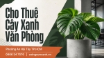 Cho Thuê Cây Xanh Văn Phòng Ở Phường An Hội Tây TP.HCM – Cội Nguồn Xanh