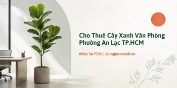 Cho thuê cây xanh văn phòng ở Phường An Lạc TP.HCM – Đẹp, chuyên nghiệp, tiết kiệm