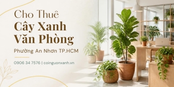 Cho Thuê Cây Xanh Văn Phòng Ở Phường An Nhơn TP.HCM