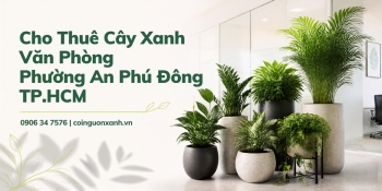 Cho Thuê Cây Xanh Văn Phòng Ở Phường An Phú Đông TP.HCM
