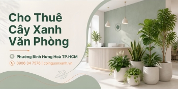 Cho thuê cây xanh văn phòng ở Phường Bình Hưng Hòa TP.HCM – Đẹp, chuyên nghiệp