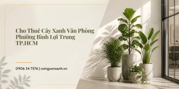 Cho Thuê Cây Xanh Văn Phòng Ở Phường Bình Lợi Trung TP.HCM