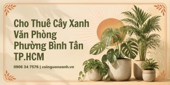 Cho Thuê Cây Xanh Văn Phòng Ở Phường Bình Tân TP.HCM