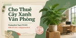 Cho Thuê Cây Xanh Văn Phòng Ở Phường Bình Thạnh TP.HCM