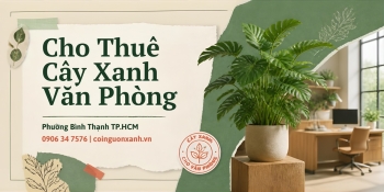 Cho Thuê Cây Xanh Văn Phòng Ở Phường Bình Thạnh TP.HCM