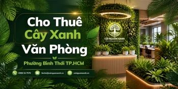 Cho thuê cây xanh văn phòng ở Phường Bình Thới TP.HCM – Không gian xanh chuyên nghiệp