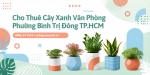 Cho Thuê Cây Xanh Văn Phòng Ở Phường Bình Trị Đông TP.HCM