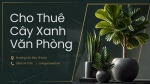 Cho Thuê Cây Xanh Văn Phòng Ở Phường Cầu Kiệu TP.HCM – Không Gian Xanh, Chuyên Nghiệp