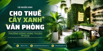 Cho thuê cây xanh văn phòng ở Phường Đông Hưng Thuận TP.HCM