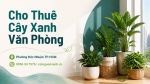 Cho Thuê Cây Xanh Văn Phòng Ở Phường Đức Nhuận TP.HCM – Không Gian Xanh, Chuyên Nghiệp