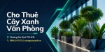 Cho thuê cây xanh văn phòng ở Phường Gia Định TP.HCM – Xanh đẹp, chuyên nghiệp