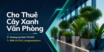 Cho thuê cây xanh văn phòng ở Phường Gia Định TP.HCM – Xanh đẹp, chuyên nghiệp
