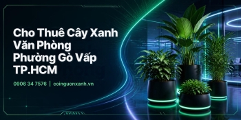 Cho Thuê Cây Xanh Văn Phòng Ở Phường Gò Vấp TP.HCM – Không Gian Xanh, Chuyên Nghiệp