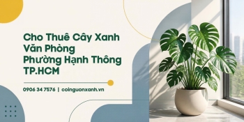 Cho Thuê Cây Xanh Văn Phòng Ở Phường Hạnh Thông TP.HCM