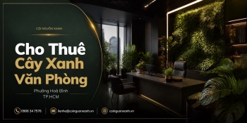 Cho thuê cây xanh văn phòng ở Phường Hòa Bình TP.HCM – Dịch vụ chuyên nghiệp