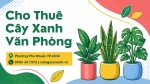 Cho Thuê Cây Xanh Văn Phòng Ở Phường Phú Nhuận TP.HCM – Không Gian Xanh, Chuyên Nghiệp