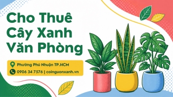 Cho Thuê Cây Xanh Văn Phòng Ở Phường Phú Nhuận TP.HCM – Không Gian Xanh, Chuyên Nghiệp