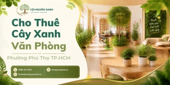 Cho thuê cây xanh văn phòng ở Phường Phú Thọ TP.HCM