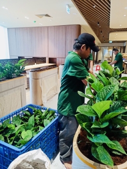 Thuê Cây Xanh Hợp Phong Thủy – Rước Tài Lộc Vào Văn Phòng