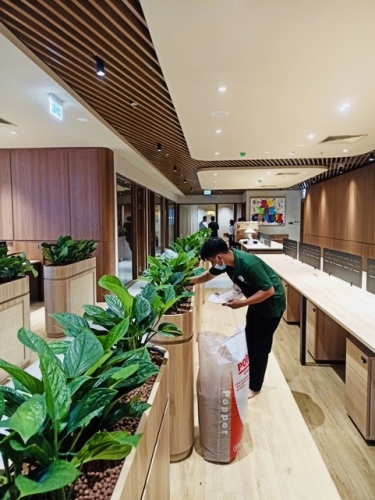 Cung Cấp Dịch Vụ Cho Thuê Cây Xanh Văn Phòng Tập Đoàn Inn Tại Phường Sài Gòn, TP.HCM