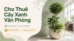 Cho Thuê Cây Xanh Văn Phòng Ở Phường Tân Sơn Hòa TP.HCM – Cội Nguồn Xanh