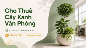 Cho Thuê Cây Xanh Văn Phòng Ở Phường Tân Sơn Hòa TP.HCM – Cội Nguồn Xanh