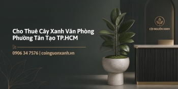 Cho Thuê Cây Xanh Văn Phòng Ở Phường Tân Tạo TP.HCM