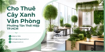 Cho Thuê Cây Xanh Văn Phòng Ở Phường Tân Thới Hiệp TP.HCM