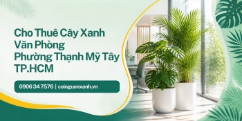 Cho thuê cây xanh văn phòng ở Phường Thạnh Mỹ Tây TP.HCM – Cây đẹp, chăm sóc trọn gói