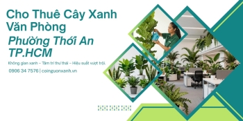 Cho thuê cây xanh văn phòng ở Phường Thới An TP.HCM – Dịch vụ chuyên nghiệp, tận tâm