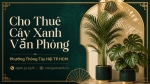 Cho Thuê Cây Xanh Văn Phòng Ở Phường Thông Tây Hội TP.HCM – Không Gian Xanh, Chuyên Nghiệp