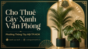 Cho Thuê Cây Xanh Văn Phòng Ở Phường Thông Tây Hội TP.HCM – Không Gian Xanh, Chuyên Nghiệp