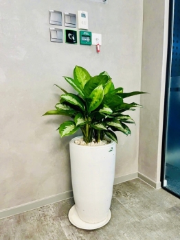 Những Dấu Hiệu Cho Thấy Bạn Đang Chọn Sai Đơn Vị Cho Thuê Cây Xanh