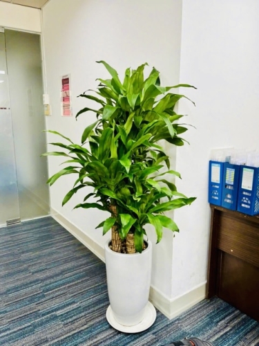 Thuê Cây Xanh Không Bảo Dưỡng – Doanh Nghiệp Thiệt Hại Gì?