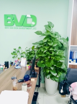 Bao Lâu Thì Đơn Vị Cho Thuê Cây Xanh Thay Cây Mới?