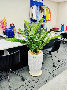 Thuê Cây Xanh Nhưng Cây Hay Chết – Nguyên Nhân Do Đâu?